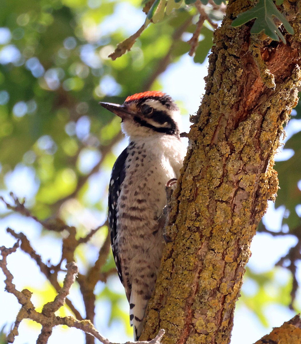 Nuttall's Woodpecker - ML620766985