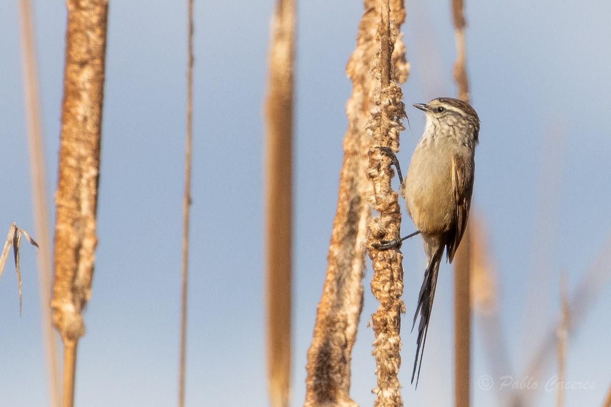 Plain-mantled Tit-Spinetail - ML620766988