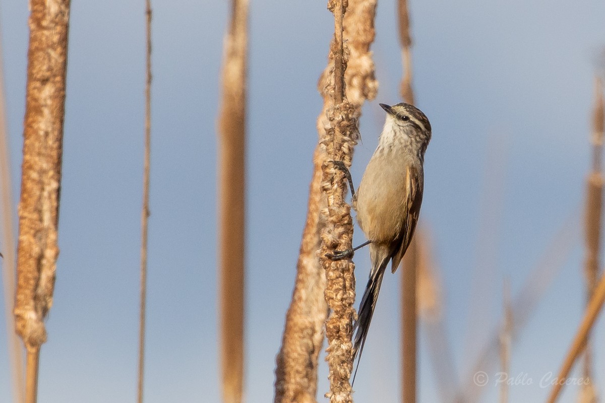 Plain-mantled Tit-Spinetail - ML620766991