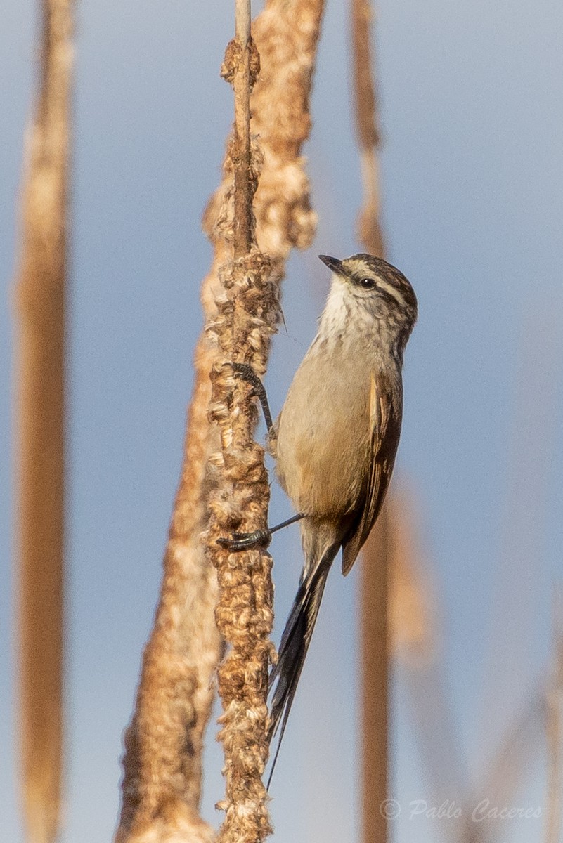 Plain-mantled Tit-Spinetail - ML620766992