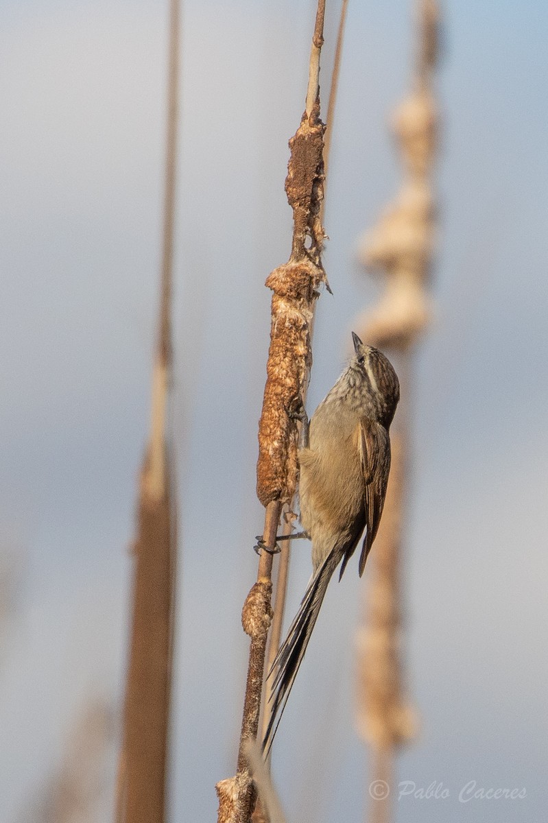 Plain-mantled Tit-Spinetail - ML620766994