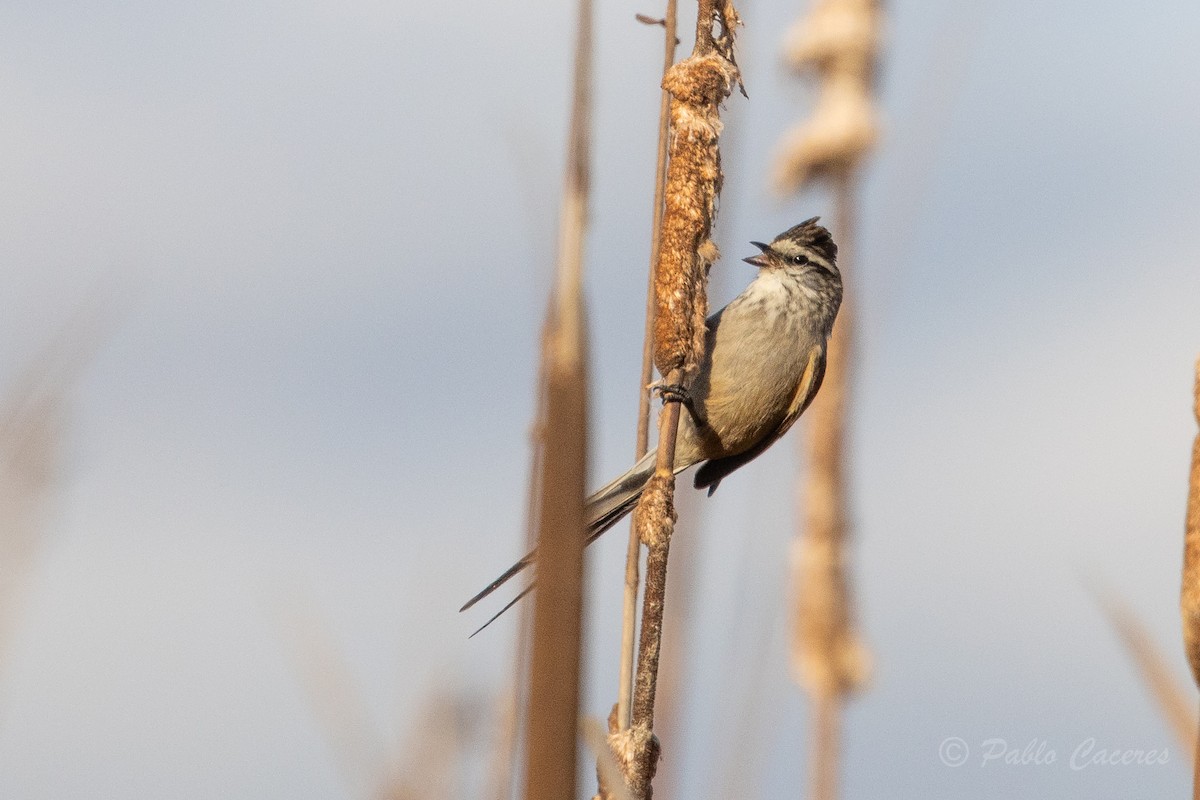 Plain-mantled Tit-Spinetail - ML620766995