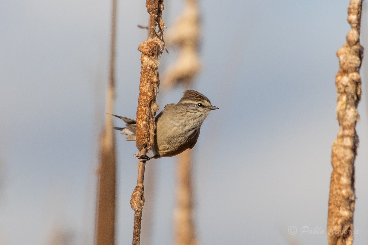 Plain-mantled Tit-Spinetail - ML620766997