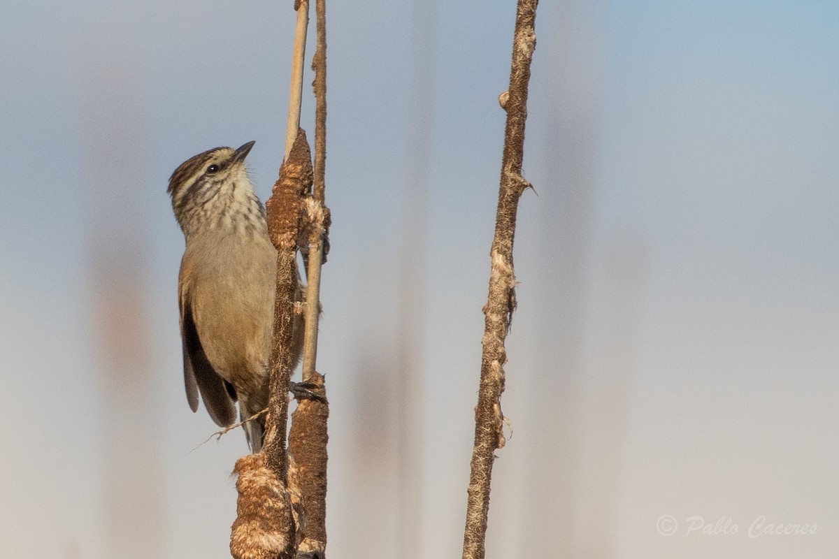 Plain-mantled Tit-Spinetail - ML620767001