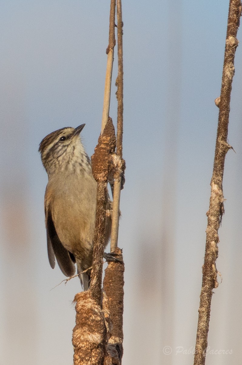 Plain-mantled Tit-Spinetail - ML620767007