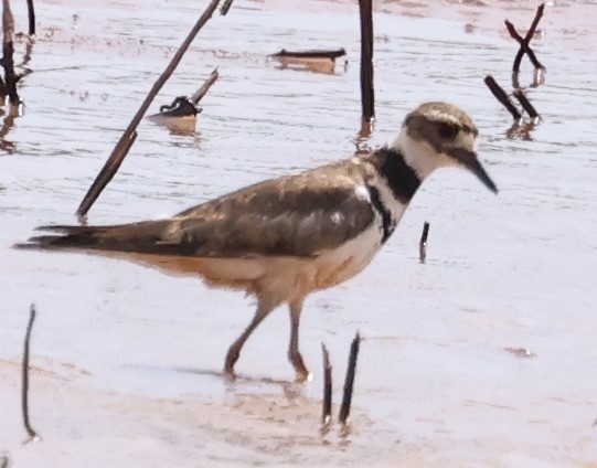 Killdeer - ML620767011