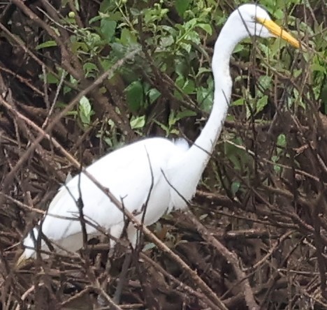 Great Egret - Connie yarbrough