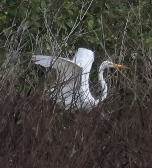 Great Egret - ML620767015