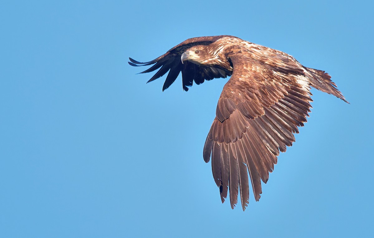 Bald Eagle - ML620767016