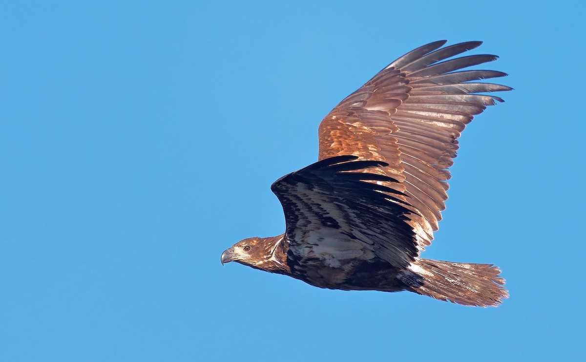 Bald Eagle - ML620767019