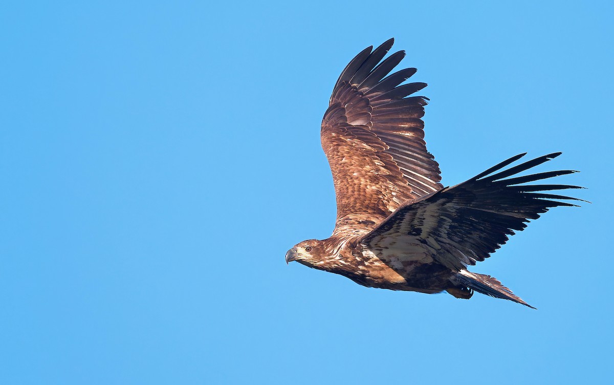 Bald Eagle - ML620767020