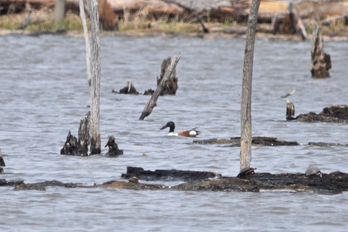 Northern Shoveler - ML620767022