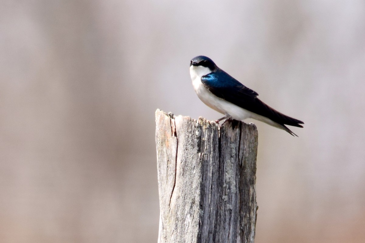 Tree Swallow - ML620767025