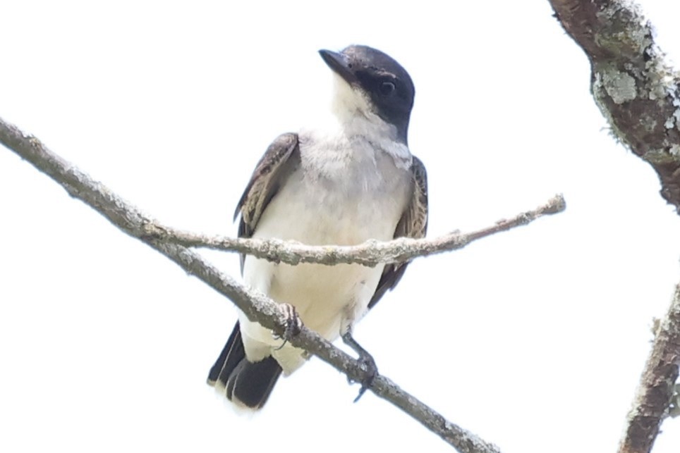 Eastern Kingbird - Connie yarbrough