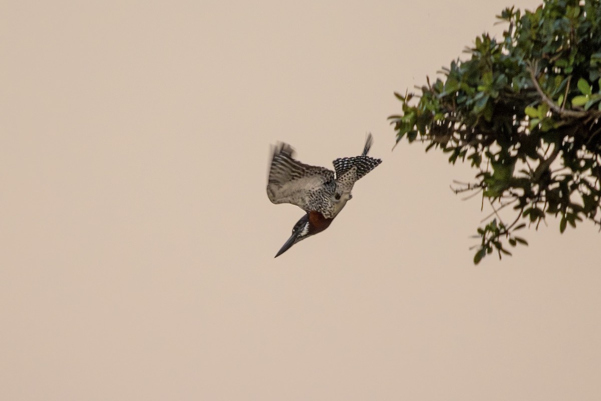 Giant Kingfisher - ML620767032