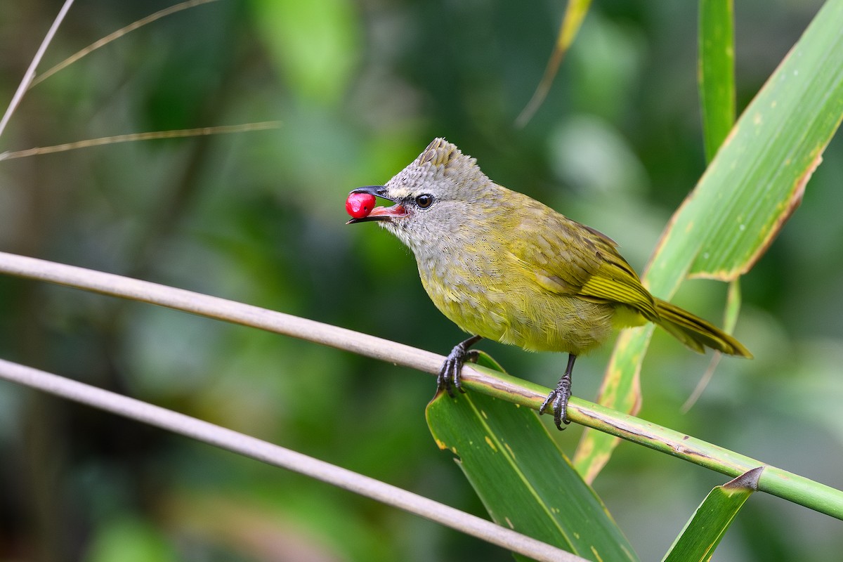 Flavescent Bulbul - ML620767035