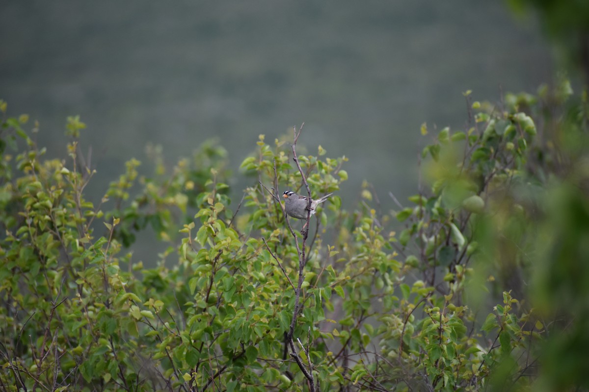 White-crowned Sparrow - ML620767038