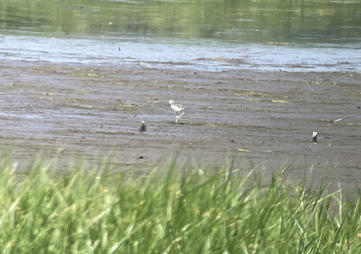 Black-necked Stilt - Molly Herrmann