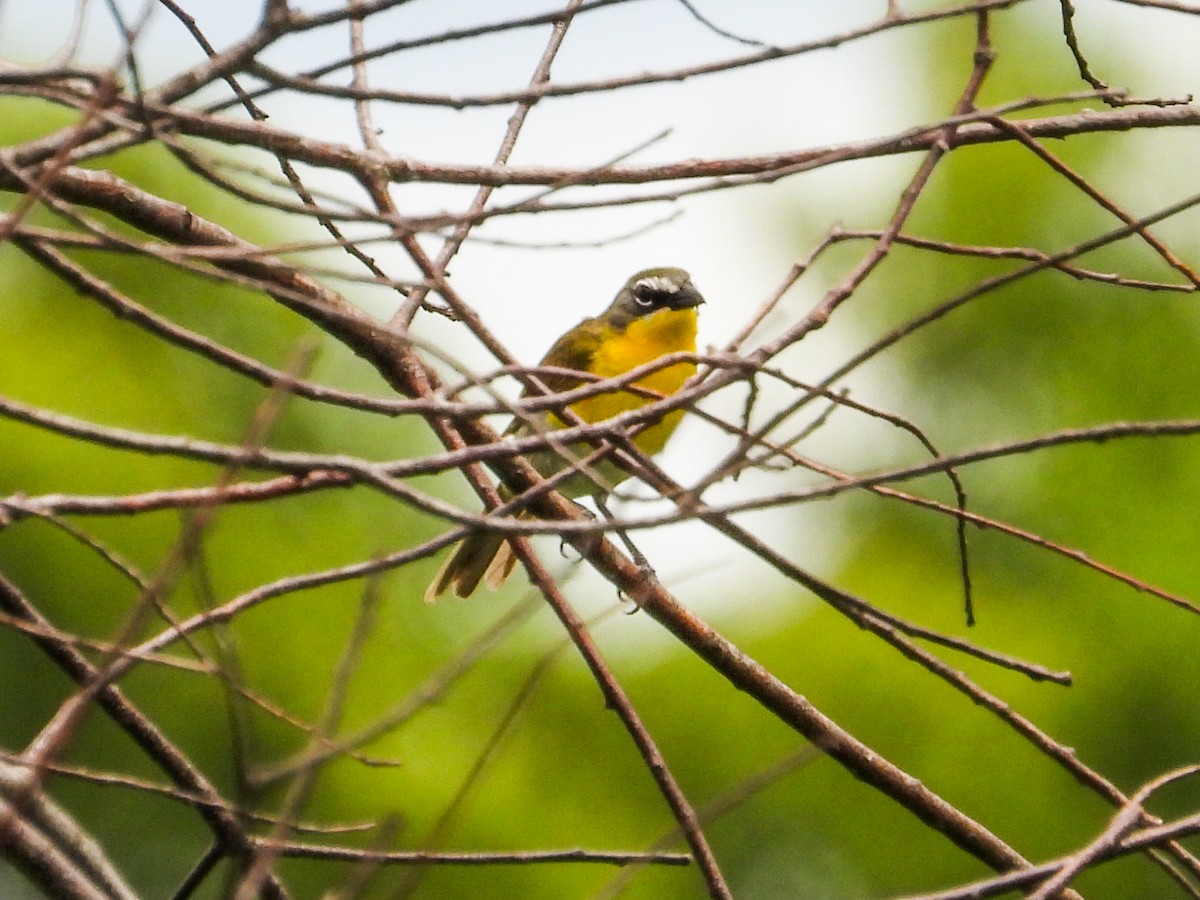 Yellow-breasted Chat - ML620767051