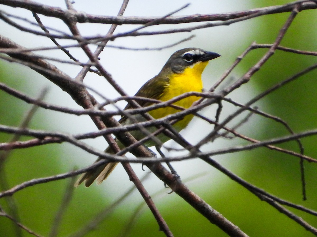 Yellow-breasted Chat - ML620767052