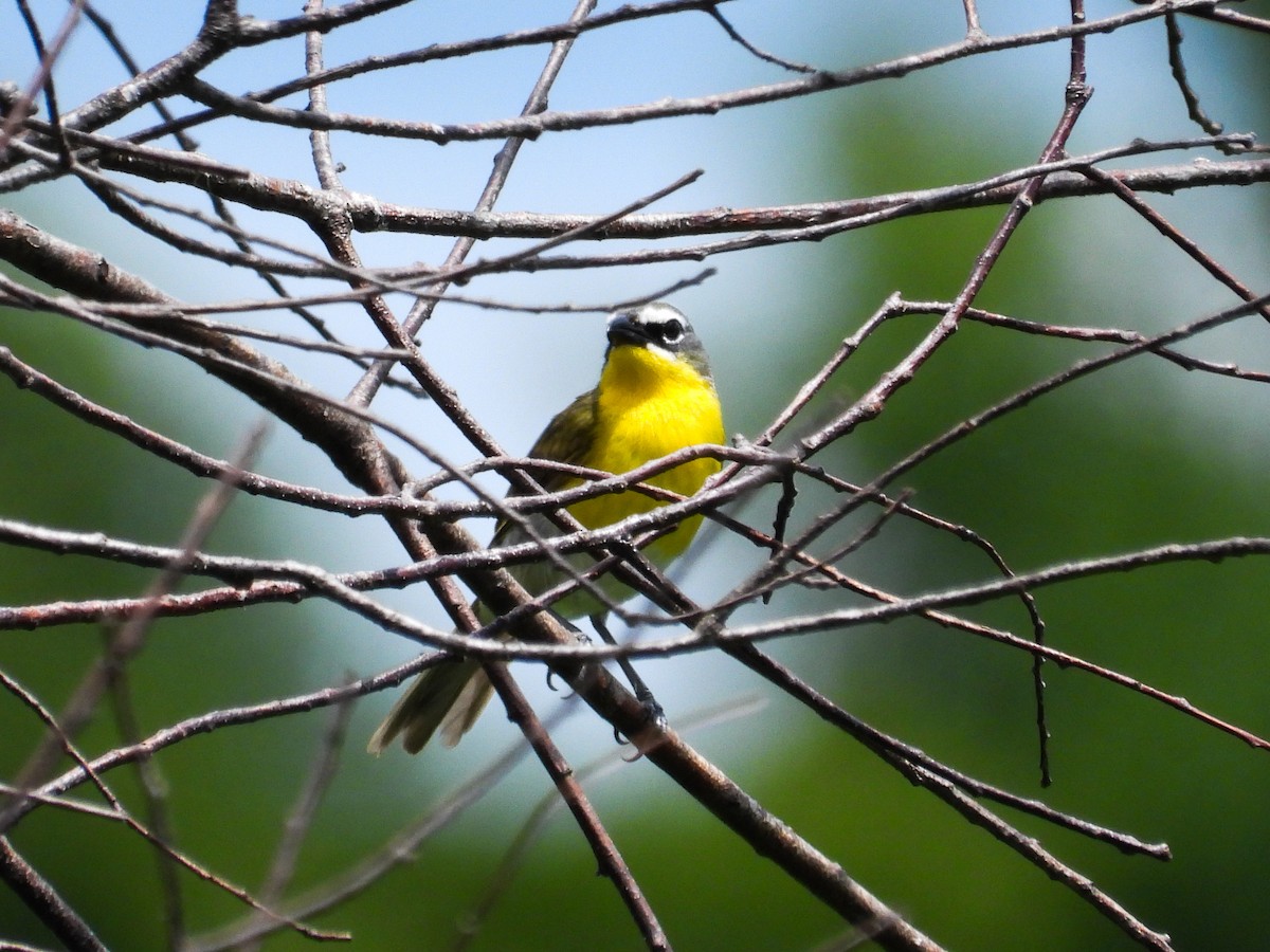 Yellow-breasted Chat - ML620767053