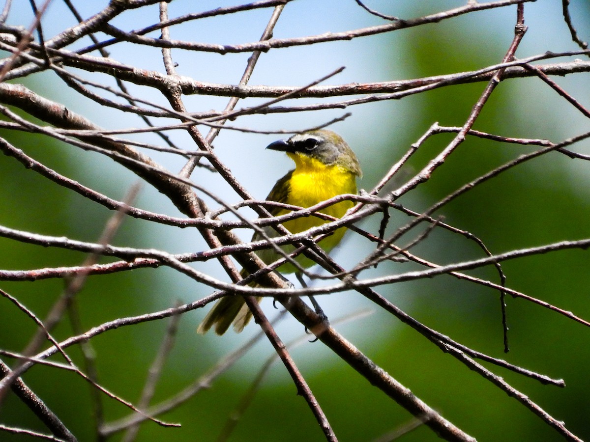 Yellow-breasted Chat - ML620767054