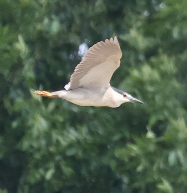 Black-crowned Night Heron - ML620767058