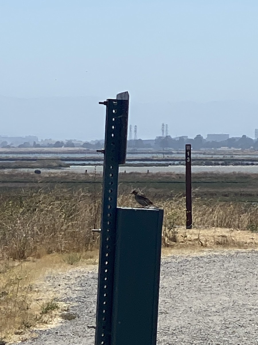 Savannah Sparrow - ML620767059