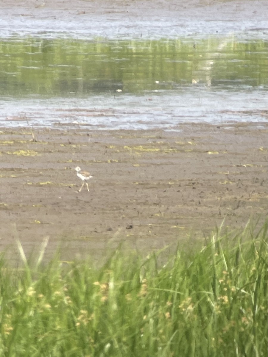 Black-necked Stilt - Molly Herrmann