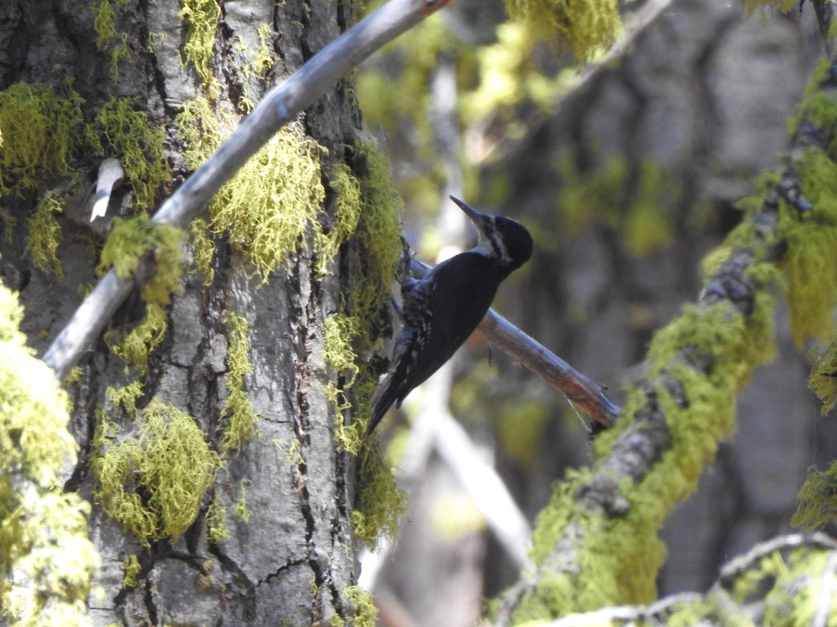 Black-backed Woodpecker - Adam Panto   📷