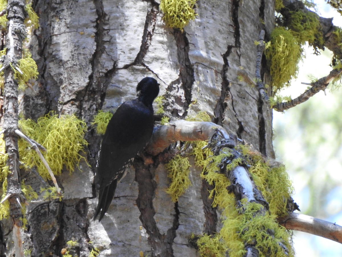 Black-backed Woodpecker - ML620767065