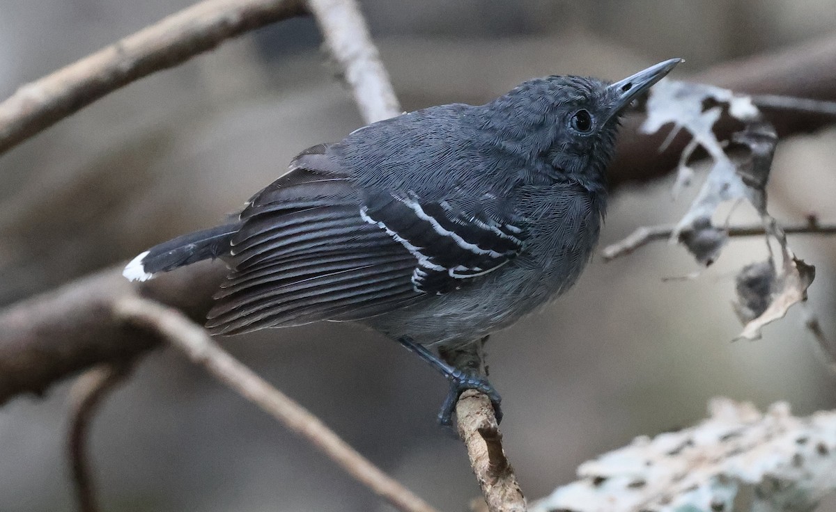 Black-throated Antbird - ML620767067
