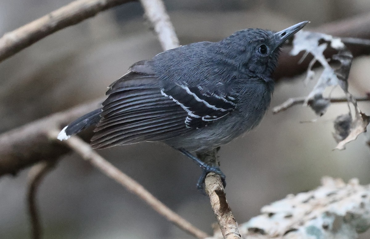 Black-throated Antbird - ML620767068