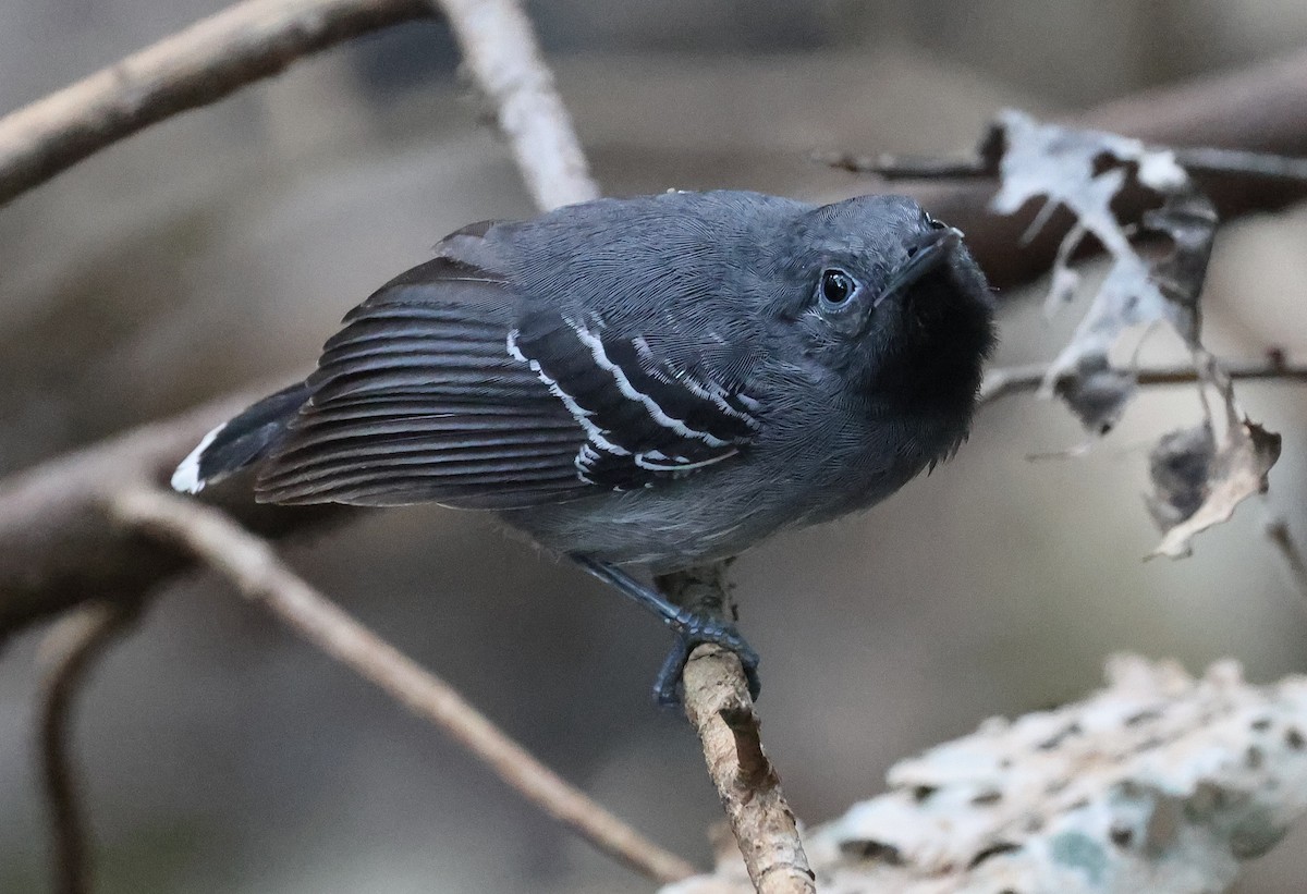 Black-throated Antbird - ML620767069