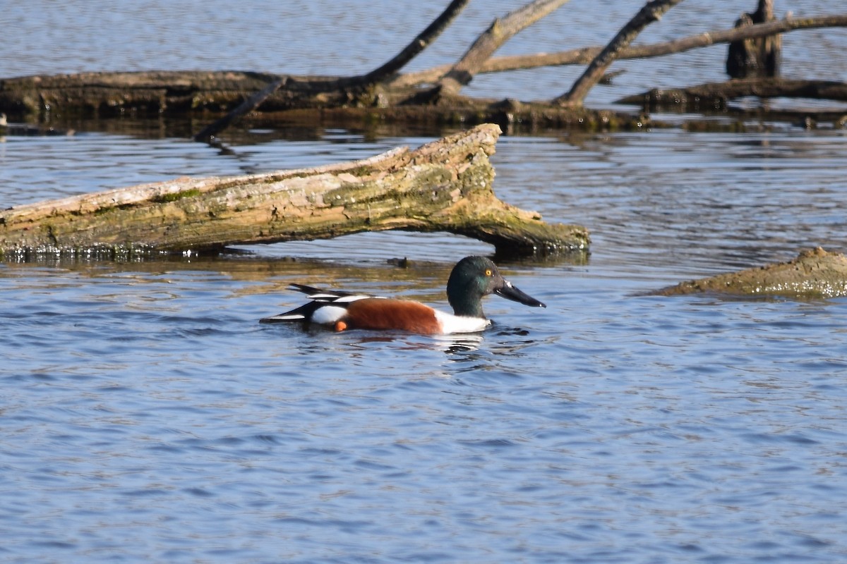 Northern Shoveler - ML620767075