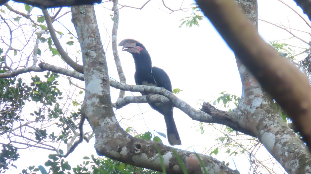 Trumpeter Hornbill - ML620767078