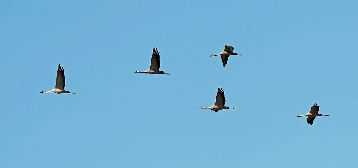 Common Crane - ML620767079