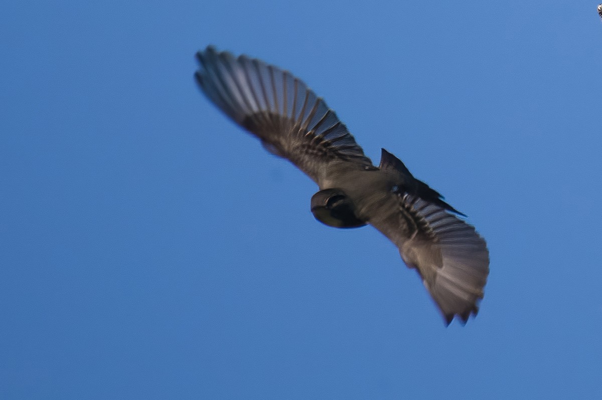 Olive-sided Flycatcher - ML620767081