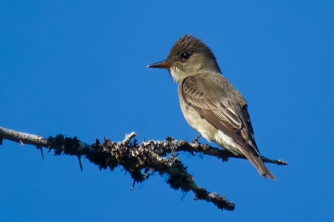 Olive-sided Flycatcher - ML620767083