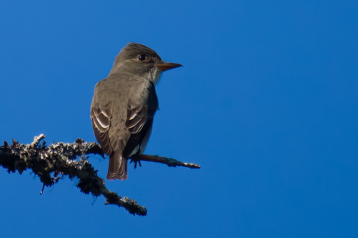 Olive-sided Flycatcher - ML620767084