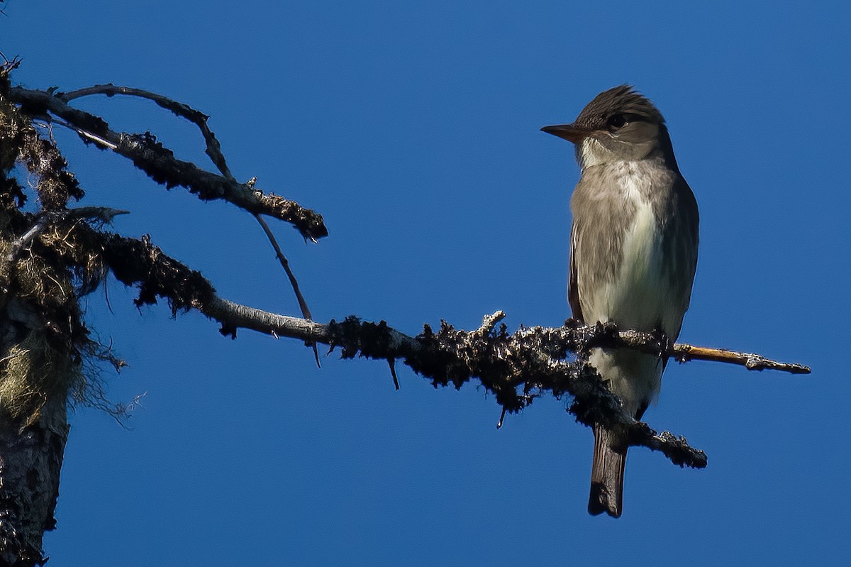 Olive-sided Flycatcher - ML620767085