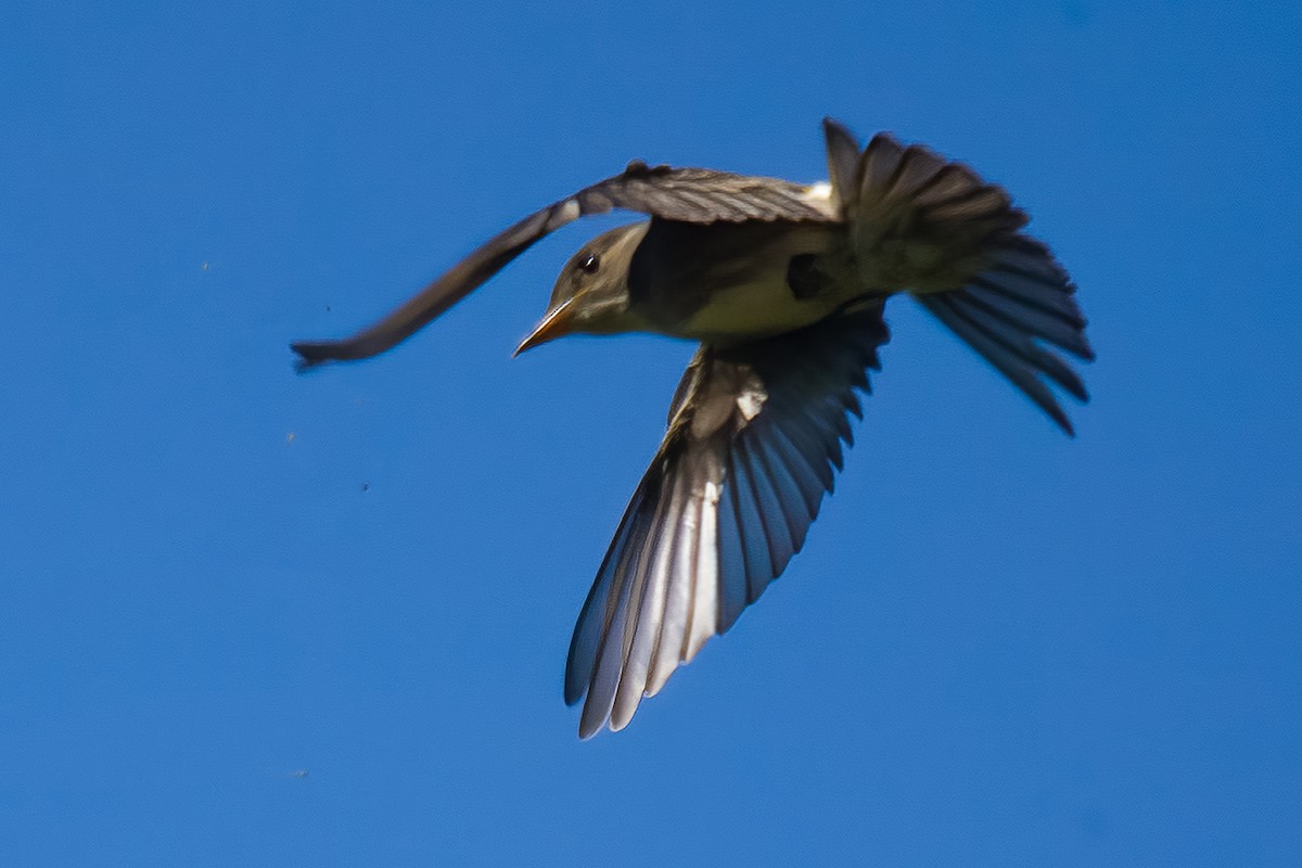 Olive-sided Flycatcher - ML620767087