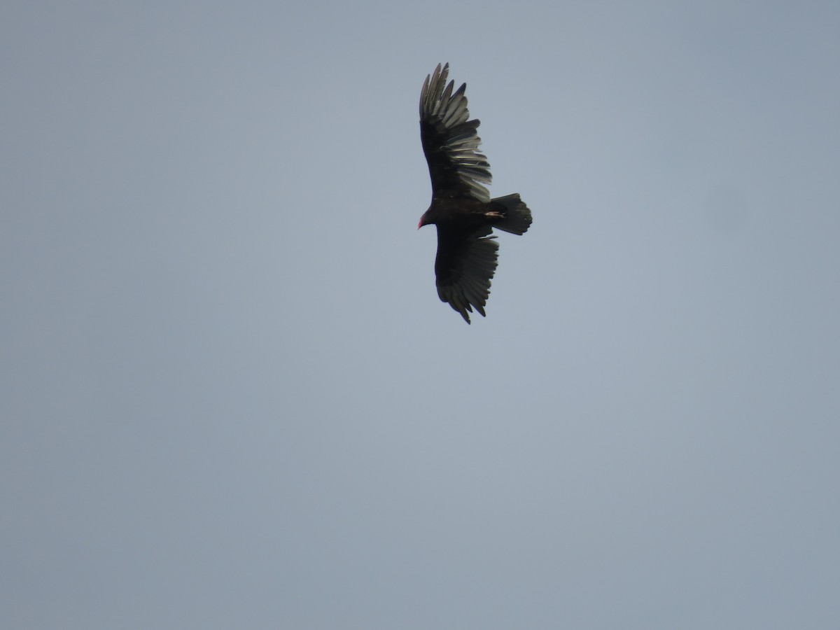 Turkey Vulture - ML620767093