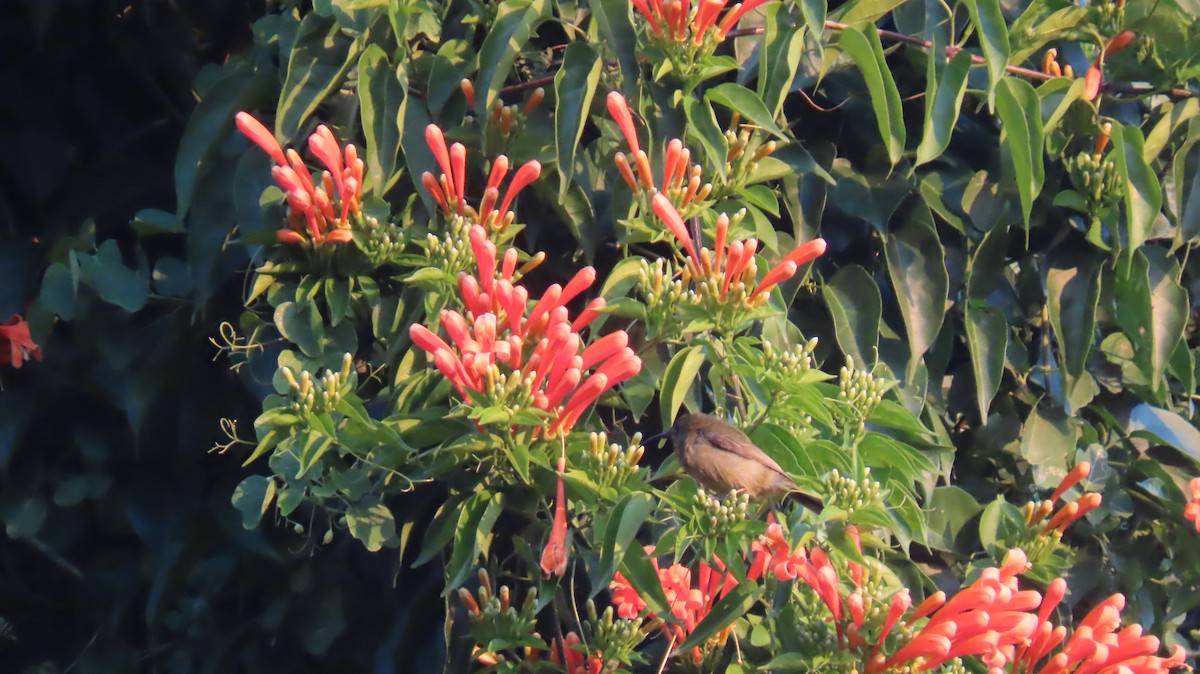 Mouse-colored Sunbird - ML620767095