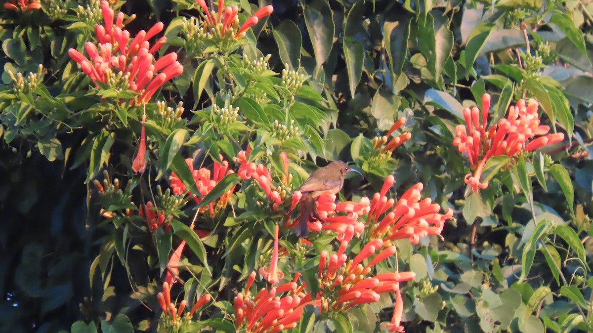 Mouse-colored Sunbird - ML620767096