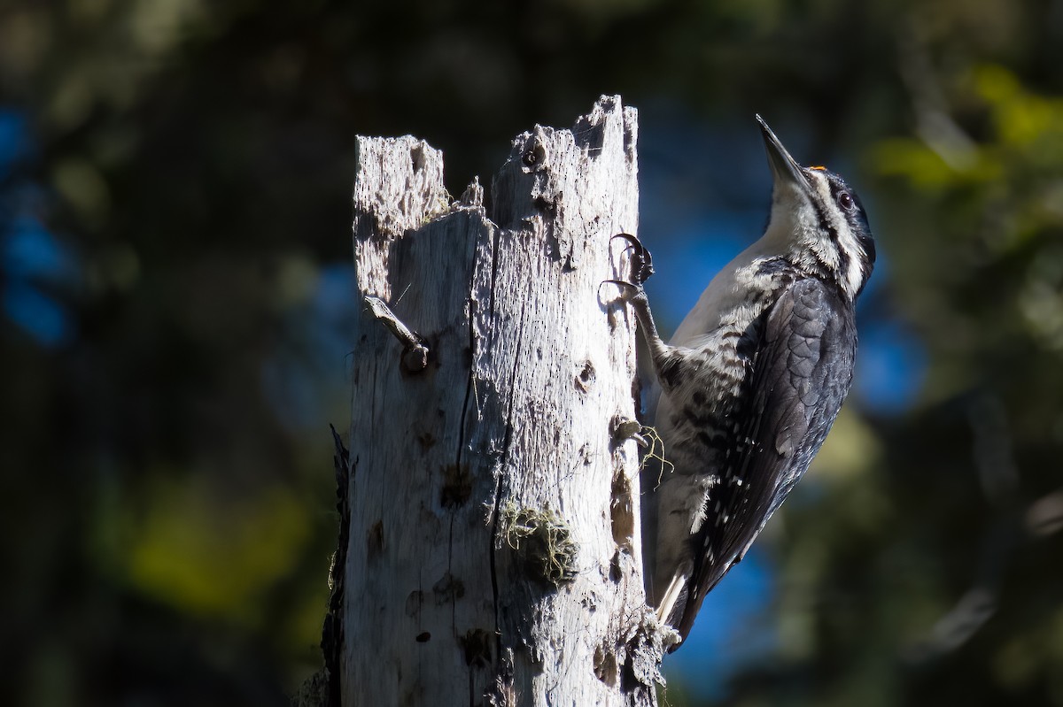 Black-backed Woodpecker - ML620767098