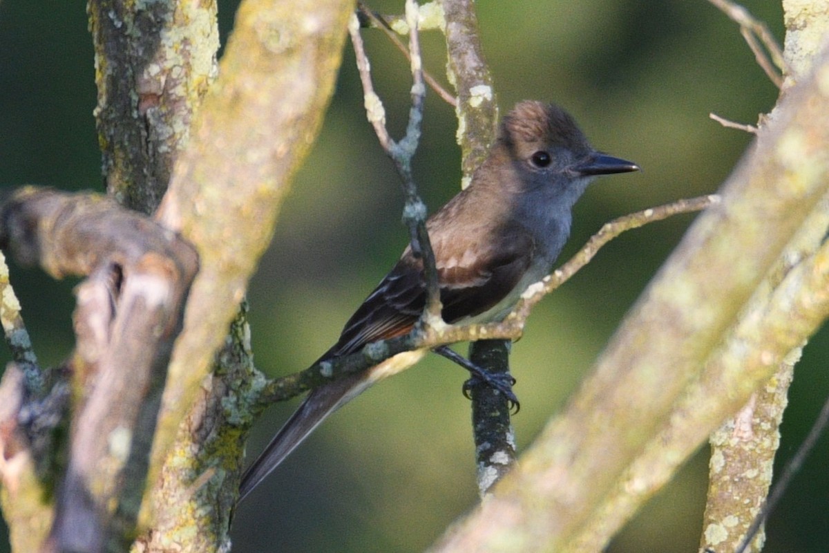 Great Crested Flycatcher - ML620767099