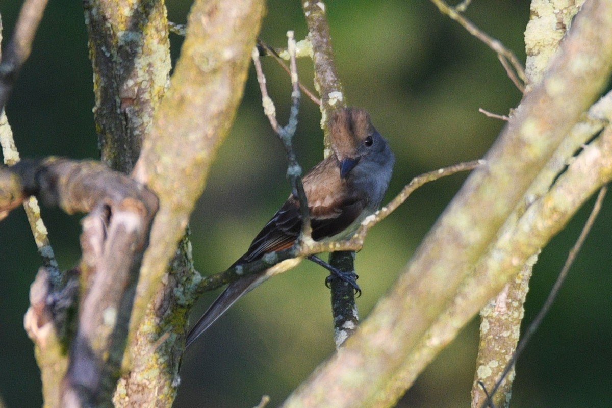 Great Crested Flycatcher - ML620767100