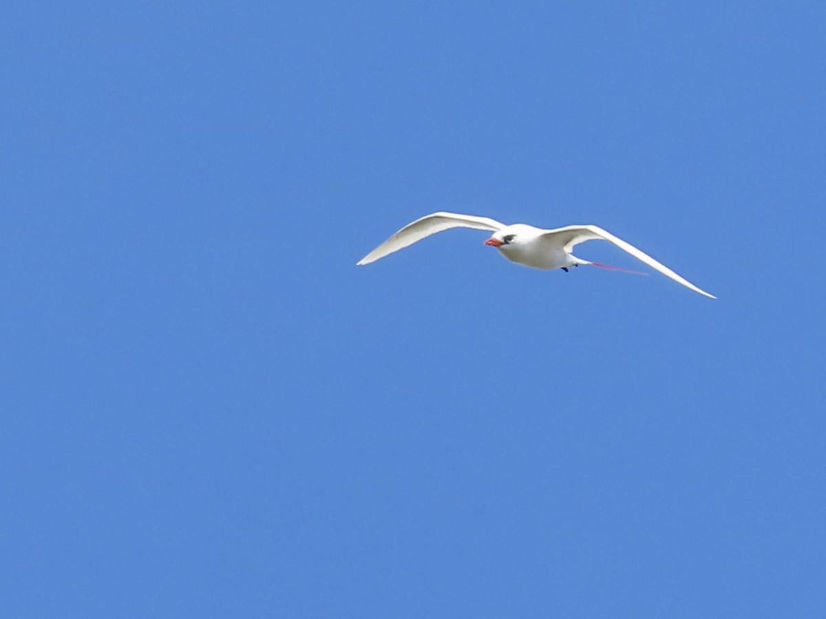 Red-tailed Tropicbird - ML620767102