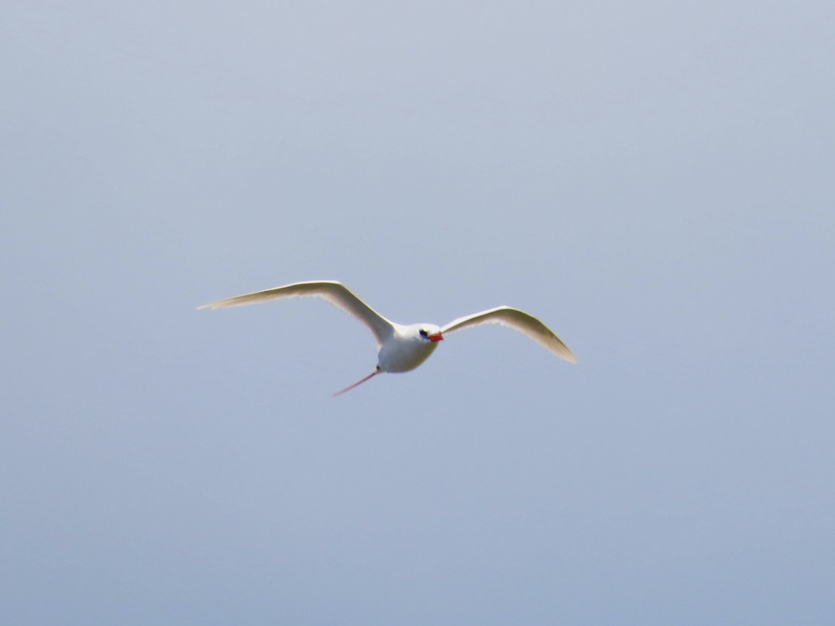 Red-tailed Tropicbird - ML620767103